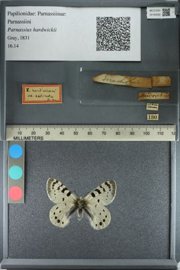 Media type: image;   Entomology 180262
